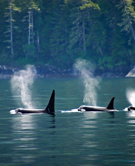 Beskrivende titel - Vises på hover Spækhuggere der bryder havoverfladen ved Vancouver Island