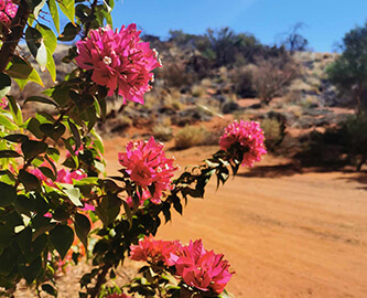Vegetation_ved_Uluru_373371237_958977911845362_7283906544086263797_n_333x270